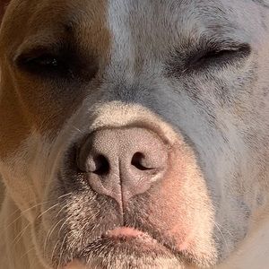 Meet your Posher, Bill